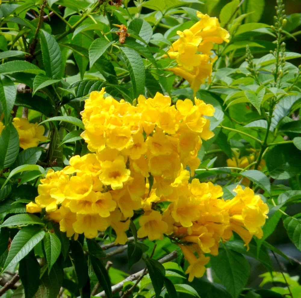 Yellow Alcea Ficifolia Flower Seeds for Planting - 100 pcs for planting in your garden.