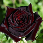 rare-black-grafted-red-climbing-rose-heirloom-non-gmo-seeds

