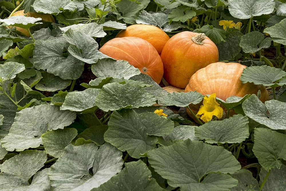 Pumpkin Cucurbita pepo vegetable seeds for kitchen garden planting