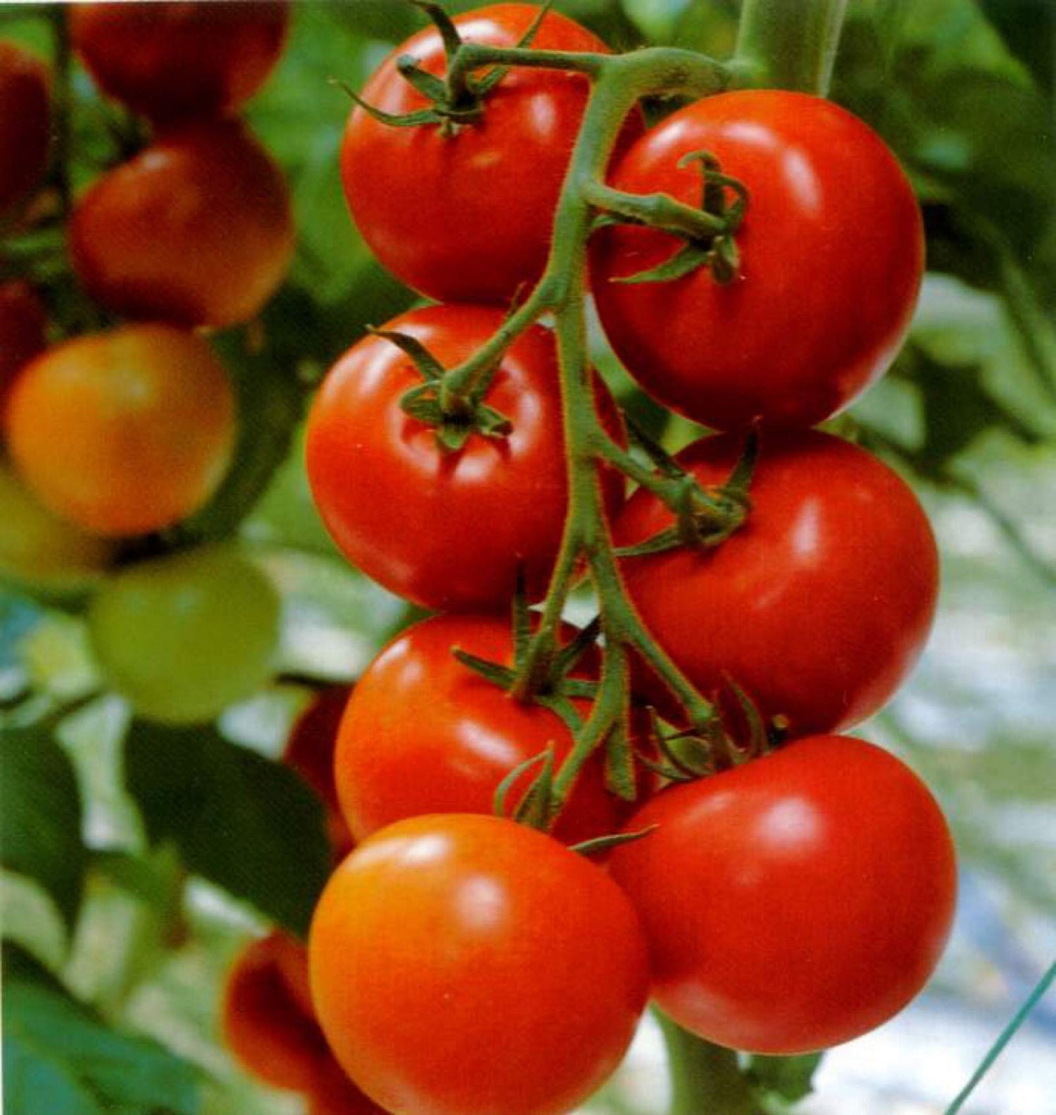Big Tomato Solanum lycopersicum Vegetable Seeds for Planting in Vegetable Patch and Garden