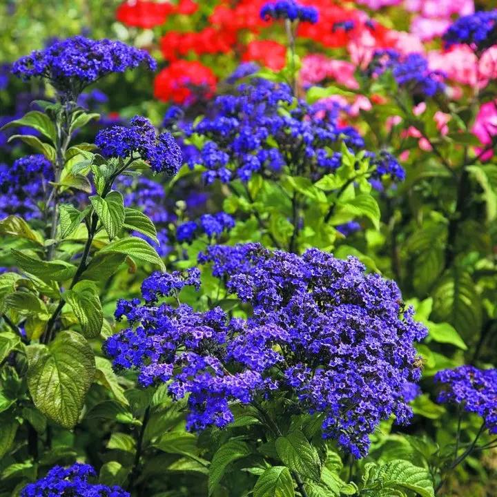 Heliotrope Flower Seeds for Garden Planting - NON GMO Seeds Dhara Seeds