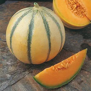 Charentais Melon Cantaloupe Cucumis melo Seeds for Planting in Vegetable Patch & Home Garden