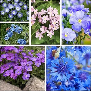Purple flower – garden annuals for planting in flower bed