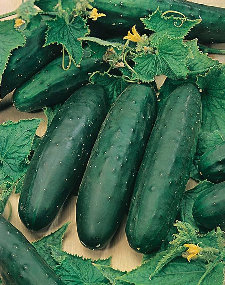Pointsett Cucumber Seeds pcs High Yields Dark Green