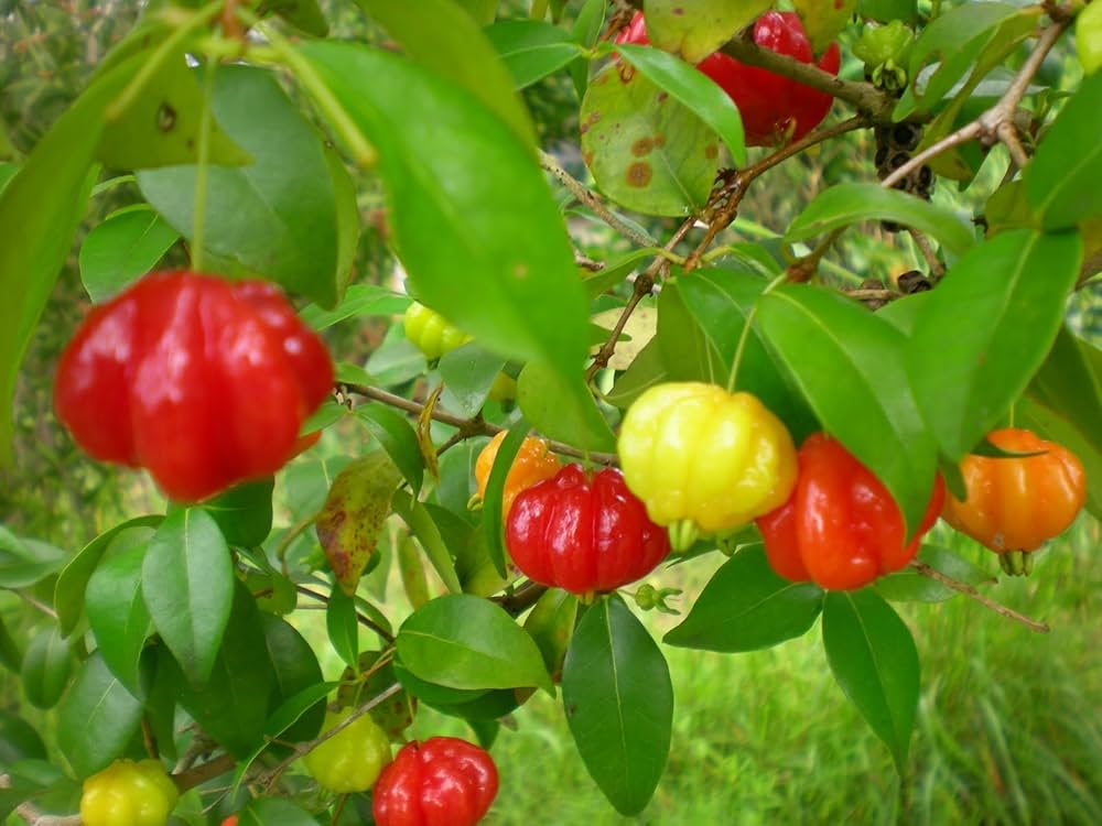 Pitanga fruit – Surinam cherry seeds for planting