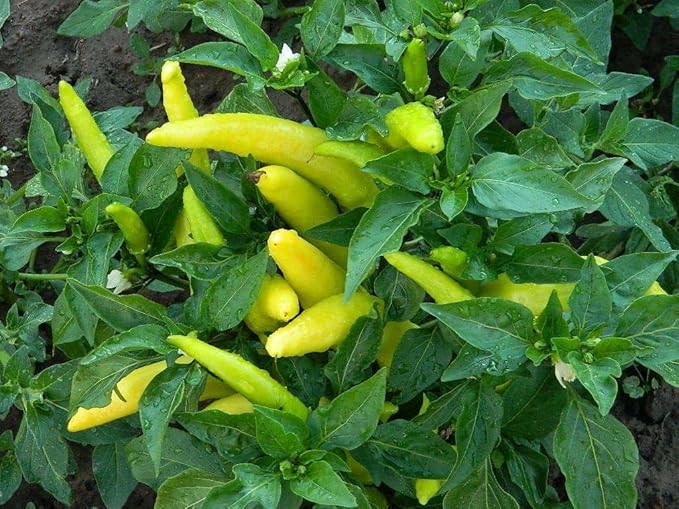 close-up of waxy, thick-walled pepper pods

