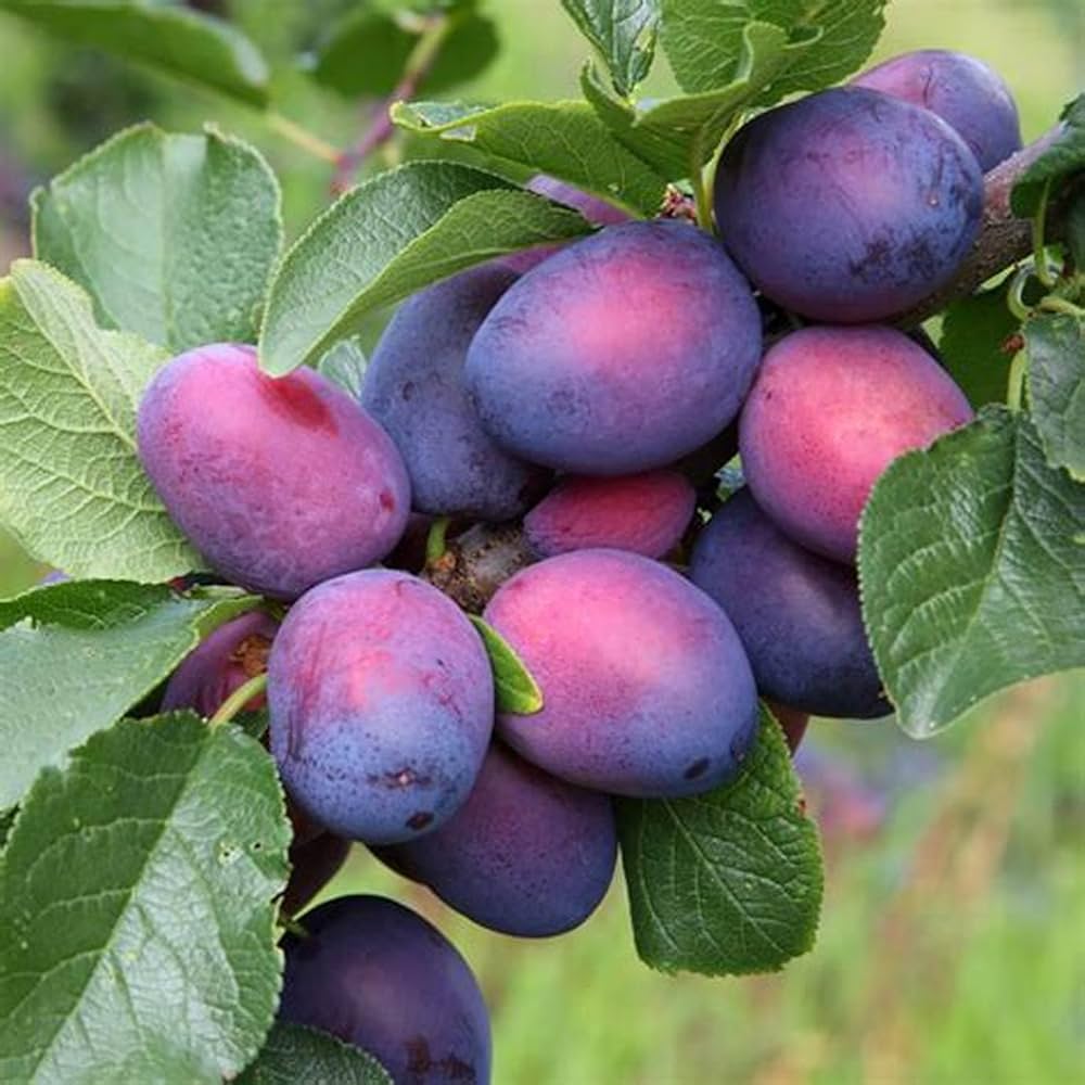 Indian Prune (Zizyphus jujuba)