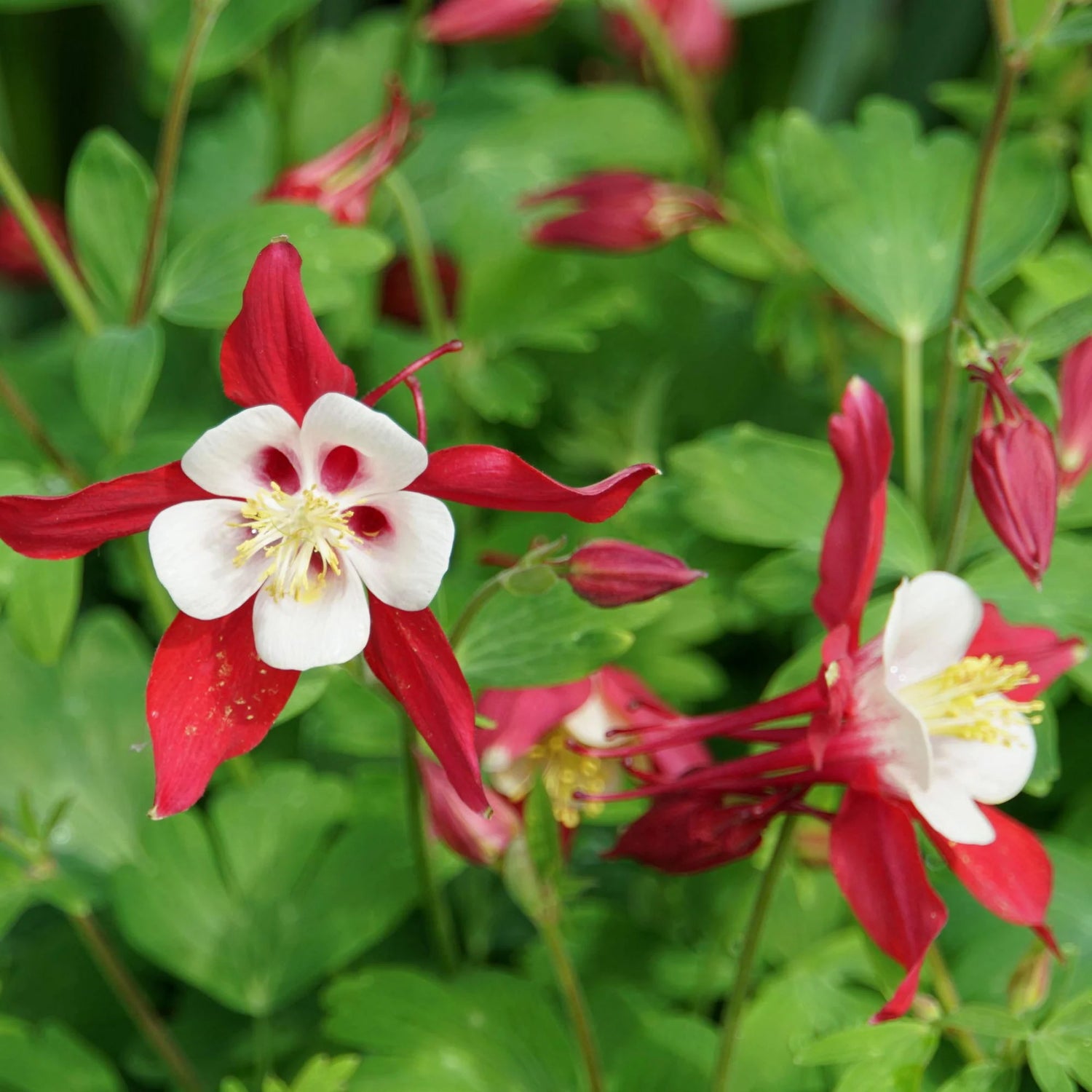 Aquilegia Mixed Perennial  Flowering Seeds For Planting