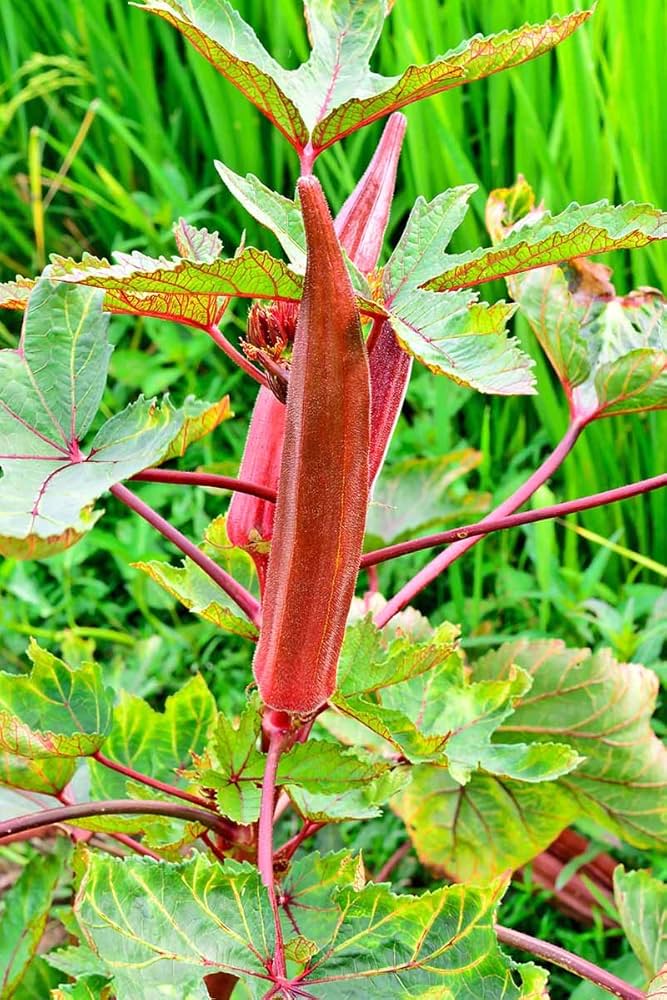 Okra Abelmoschus Esculentus Red Burgundy Vegetable Seeds for Planting – Ideal for Warm-Season Kitchen Garden