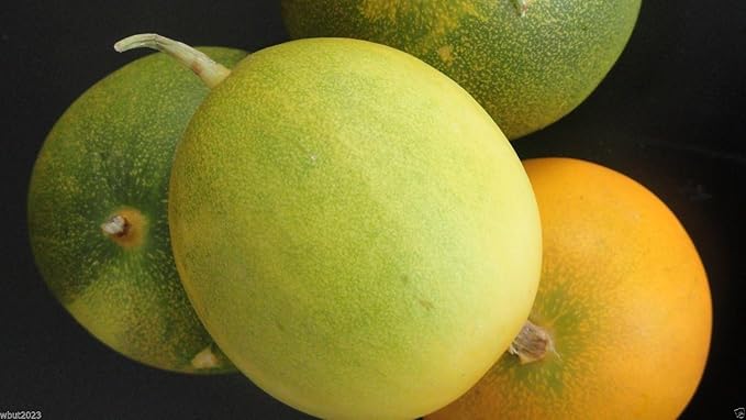 Dosakai Melon Cucumber Seeds (Cucumis Melo)