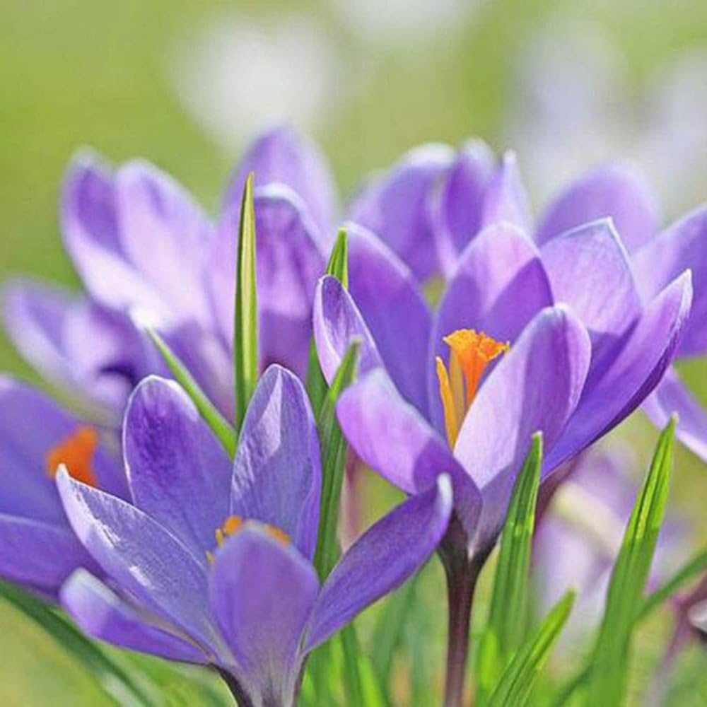 Saffron Pot Seeds - Pieces for Bonsai, Balcony & Garden Flowering Plants