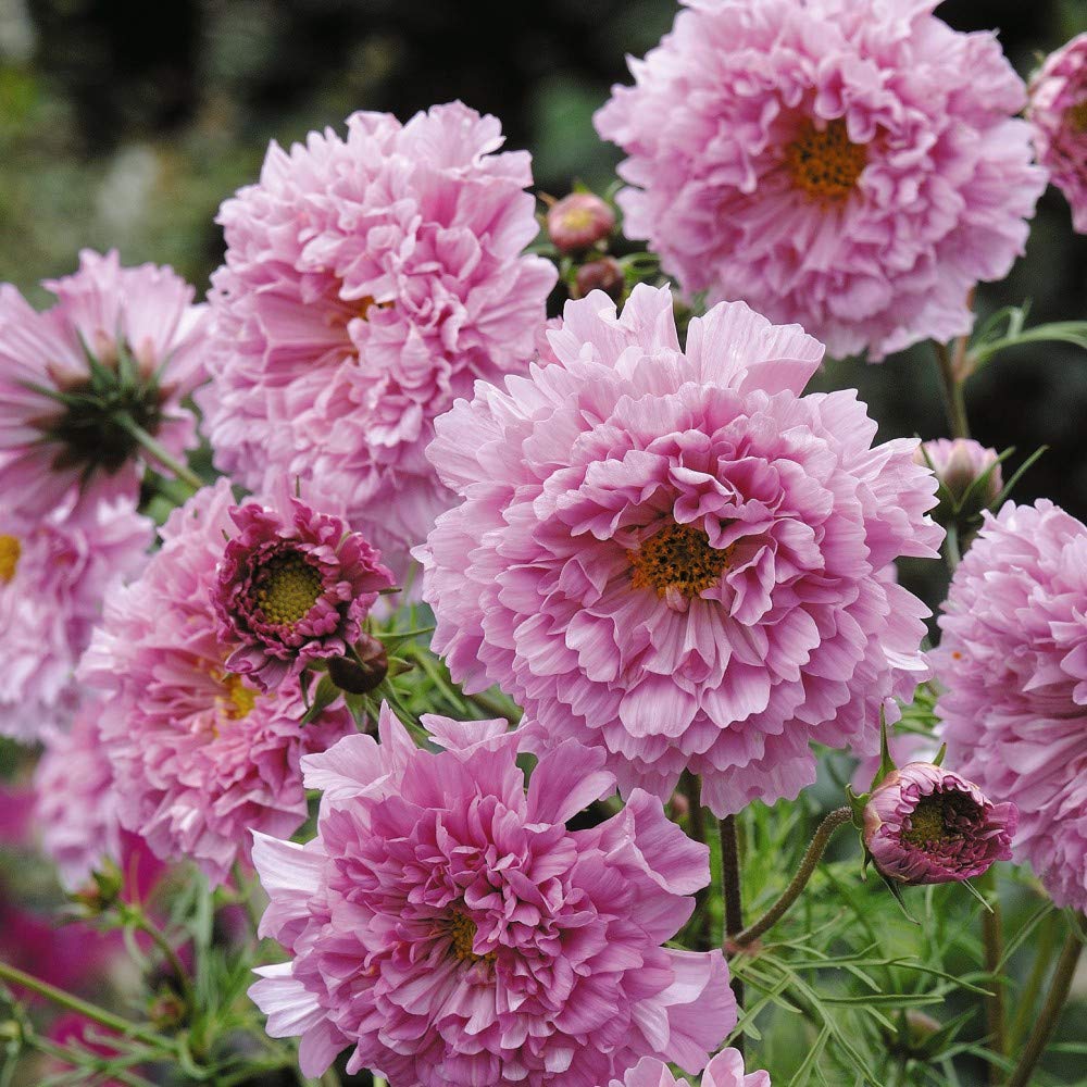 Cosmos Seeds - Double Click - Rose Bon Bon