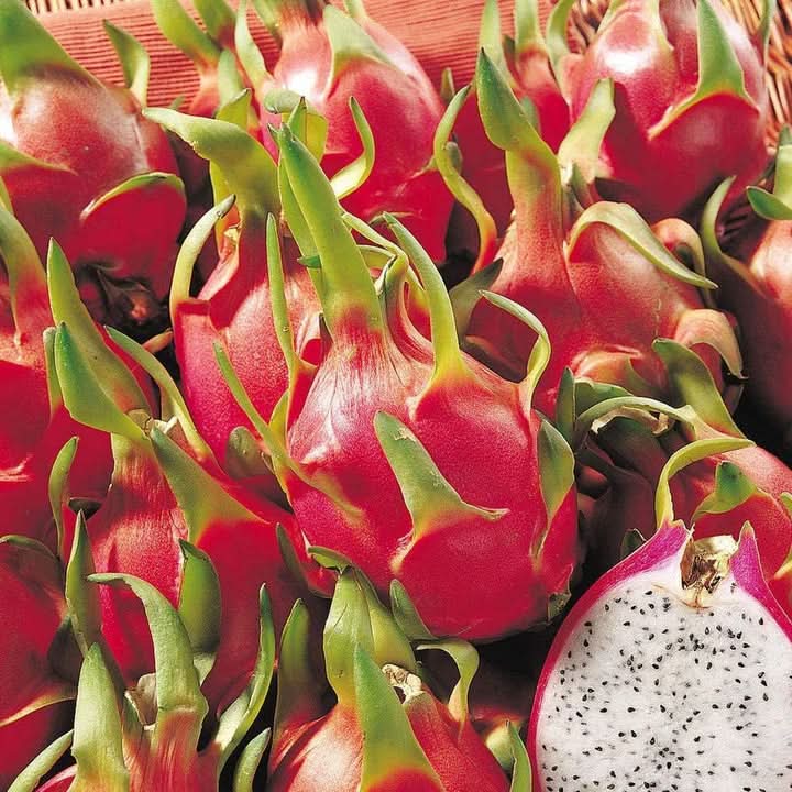 Pitaya Fruit Seeds for Growing