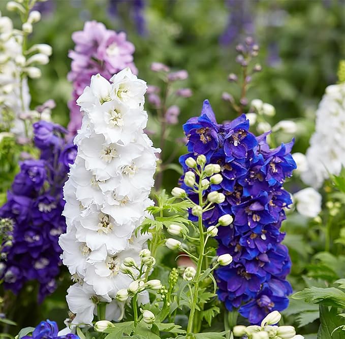 Delphinium Pacific Hyb Deluxe Mix Seeds ( , Fresh Flowers)