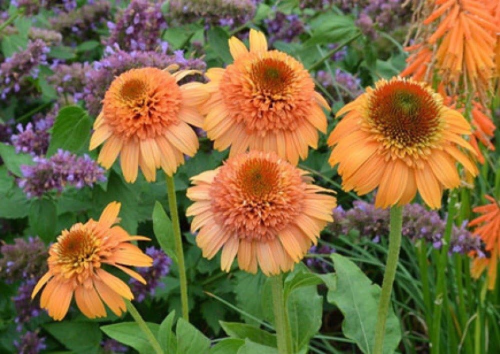 Echinacea Supreme Cantaloupe Flower Seeds