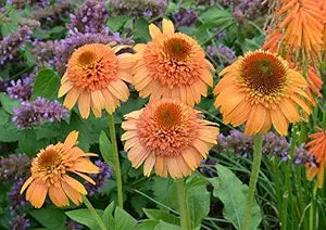 Echinacea 'Supreme Cantaloupe' Echinacea purpurea for planting in garden