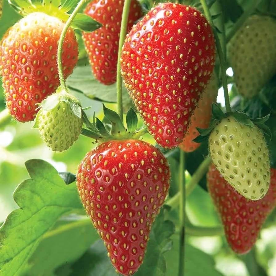 Strawberry (Fragaria × ananassa) for planting in garden