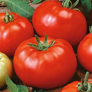 Tomato Solanum Lycopersicum Organic Heirloom Brandywine Red Vegetable Seeds for Planting – Classic Variety for Fresh Slicing