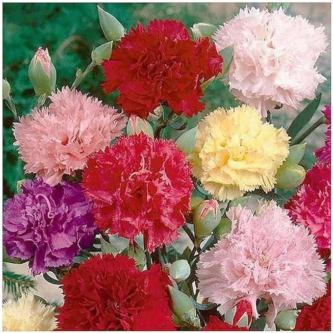 Carnation Seeds - Chabaud Mix