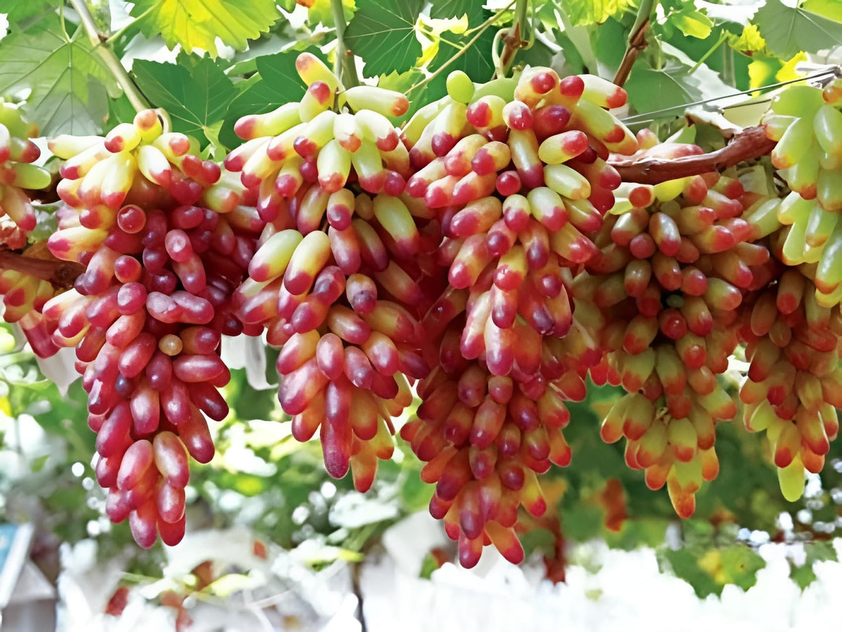 Rare Finger Grape Fruit Seeds for Planting garden