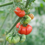 Costoluto Fiorentino Italian heirloom tomato for garden