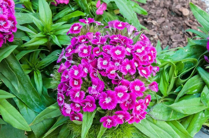 Heirloom Non-GMO Pink William Flower Seeds for Planting – Fragrant Biennial Blooms for Cottage Gardens