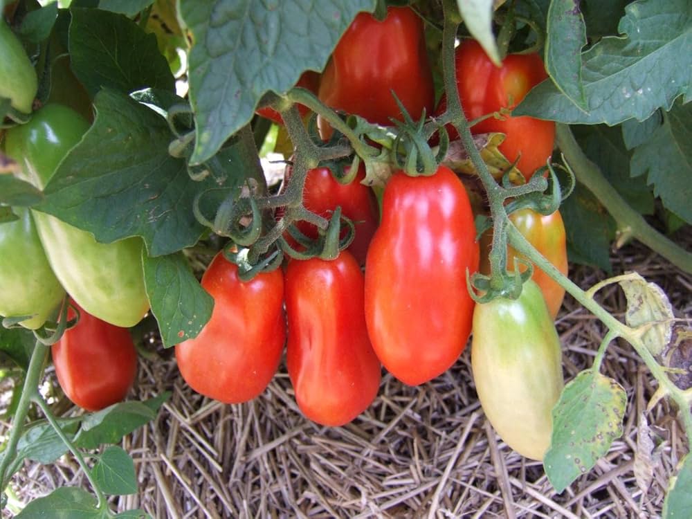 Tomato Solanum Lycopersicum Rare Principe Bourgheese Vegetable Seeds for Planting – Suitable for Drying, Saucing, and Container Growing