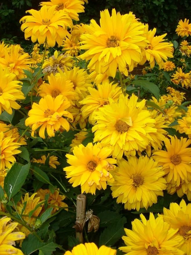 Summer Sun Sundrops Yellow Seeds for Bright Yellow Flowers
