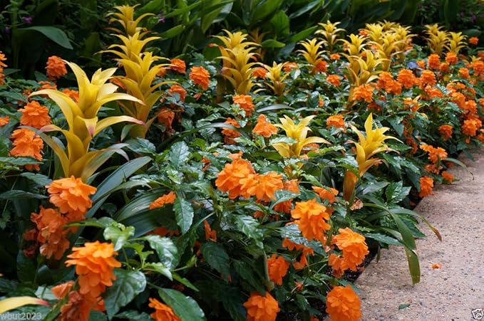 Crossandra Flower Crossandra infundibuliformis Seeds for Planting in Flower Bed & Garden