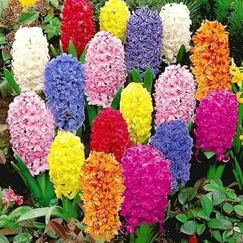 Hyacinthus Orientalis Flower Seeds for Planting - NON GMO Seeds for planting in home garden