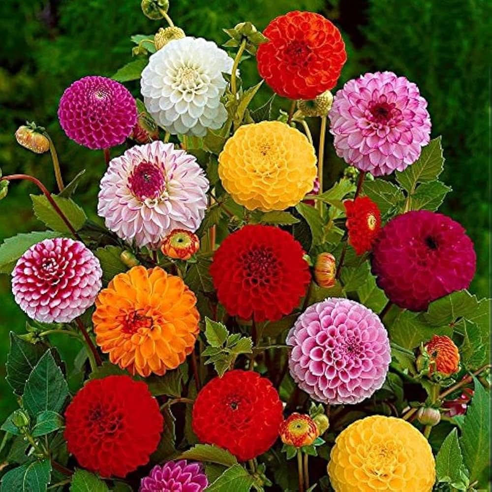 Zinnia Elegans Flower Seeds for Planting in home garden beds and colorful backyard gardening areas