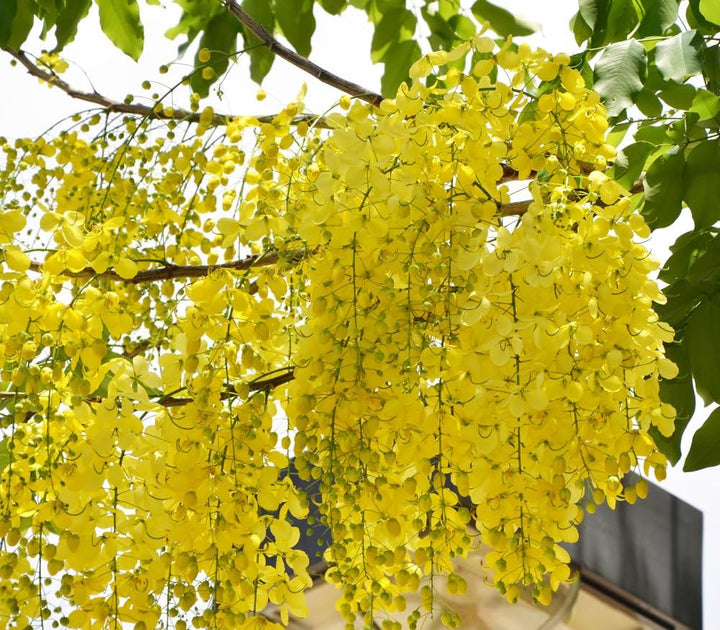 Light Yellow Crape Myrtle Tree Seeds for Planting - 100