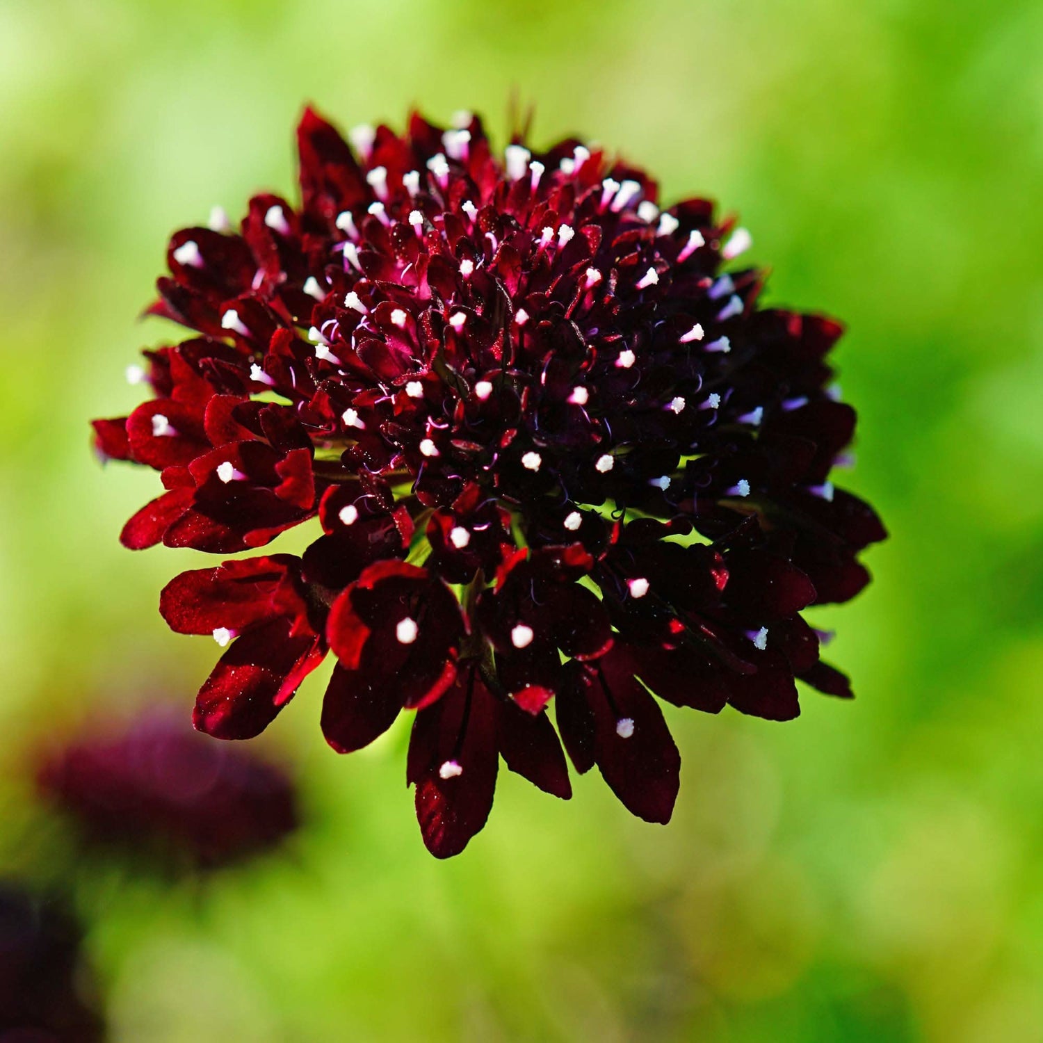 Scabiosa Pincushion Mixed Colors Perennial Flowering Seeds For Planting