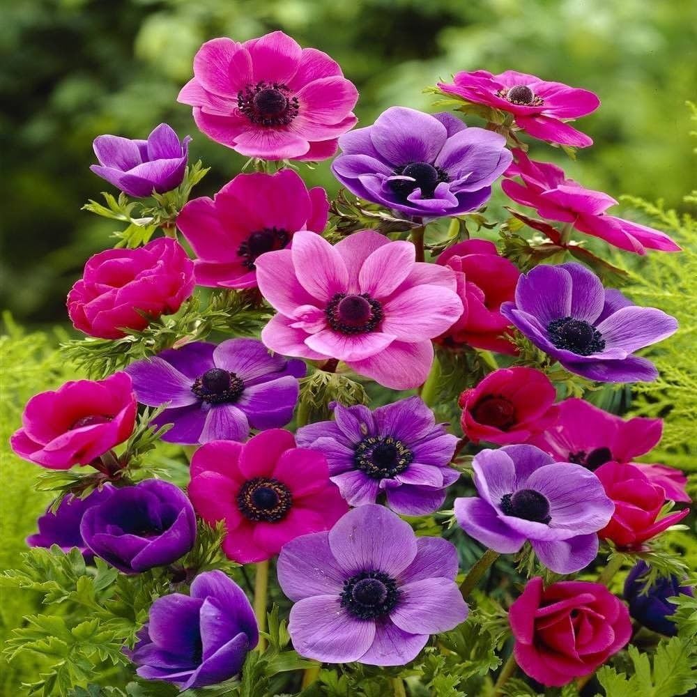 Anemone flower – Anemone spp. – for planting in flower bed