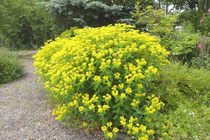 Heirloom Euphorbia Lathyris Flower Seeds for Planting, Non-GMO