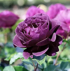 Ebb Tide Deep Purple Rose for garden flower planting