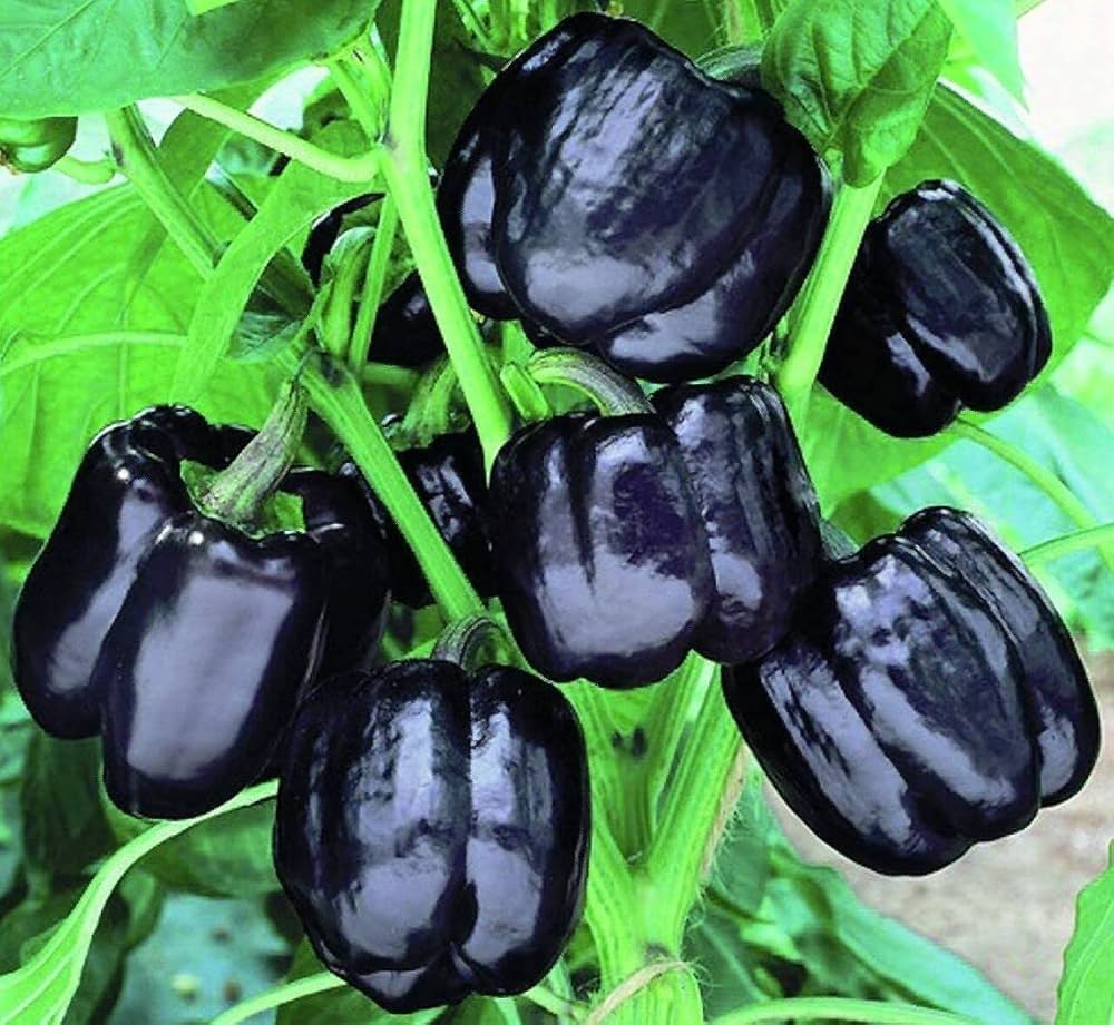 Pepper Seeds Capsicum for planting in vegetable patch