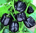 Pepper Seeds Capsicum for planting in vegetable patch