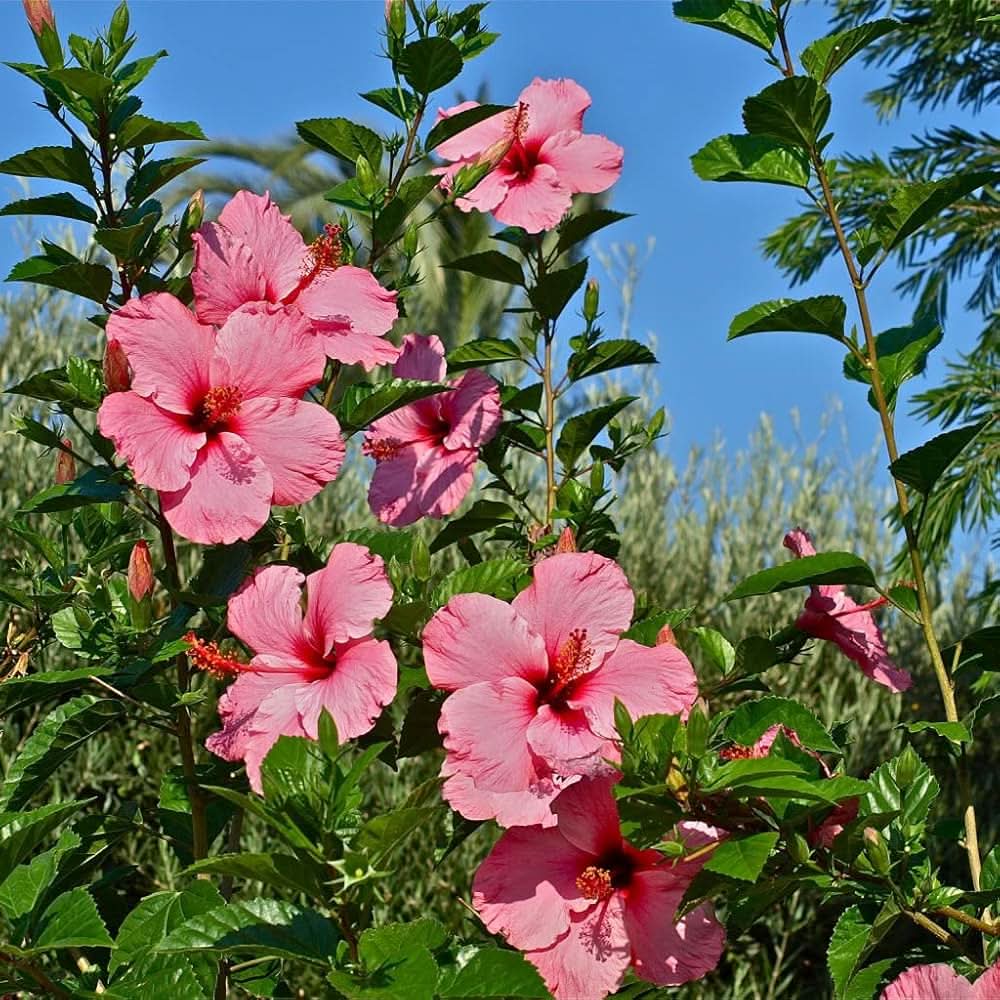Chinese Rose Hibiscus Rosa-Sinensis bush Flower Seeds for Planting in home gardens
