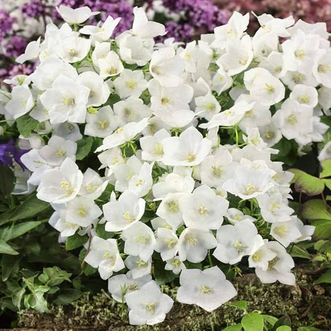 White Bellflower Campanula Carpatica Perennial Seeds