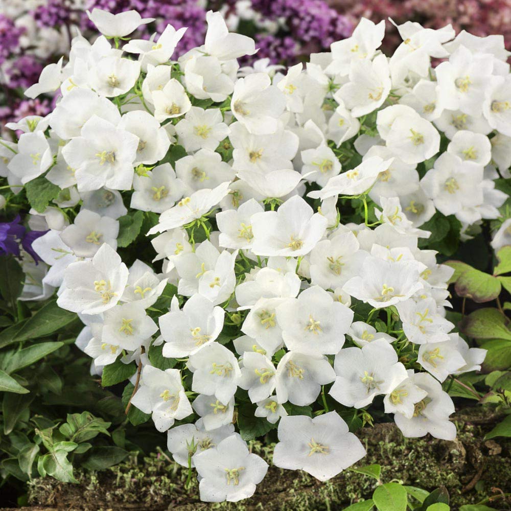 Bellflower Campanula Carpatica White Flower Seeds for Planting
