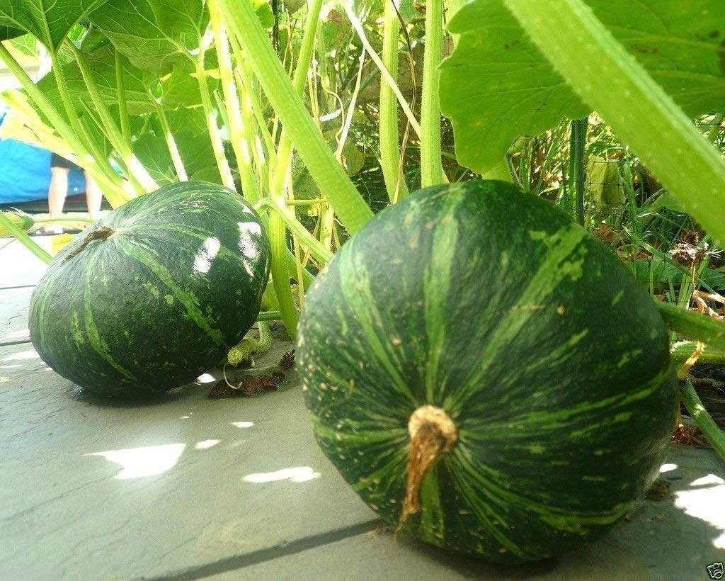 Pumpkin Hybrid – Heirloom, Non-GMO, High Germination Organic Garden Seeds