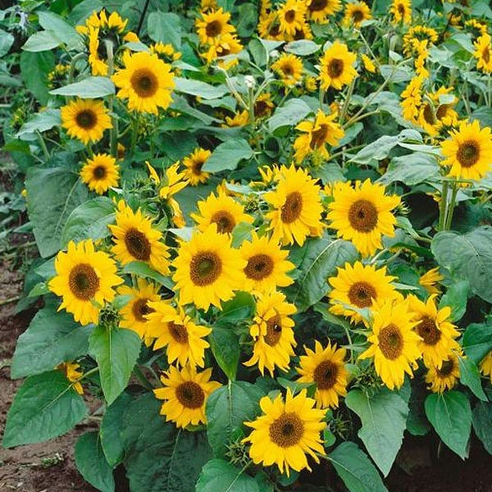 British Wild Flower Yellow Sonaglio Seeds, g