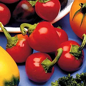 Pepper Capsicum annuum Cherry vegetable seeds for planting in kitchen garden or container pots