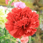 Carnation Grenadin Scarlet – Dianthus caryophyllus – garden planting seeds