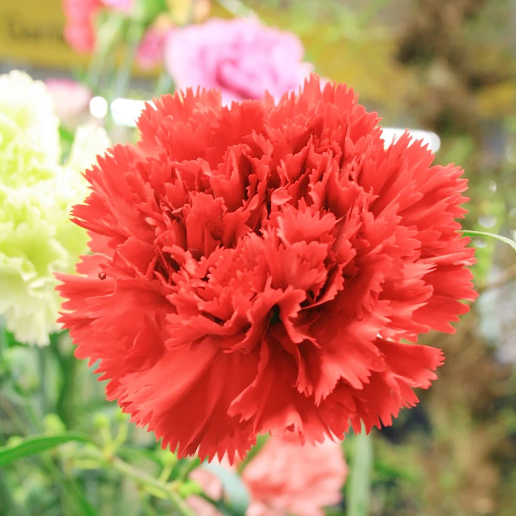 Carnation Grenadin Scarlet – Dianthus caryophyllus – garden planting seeds
