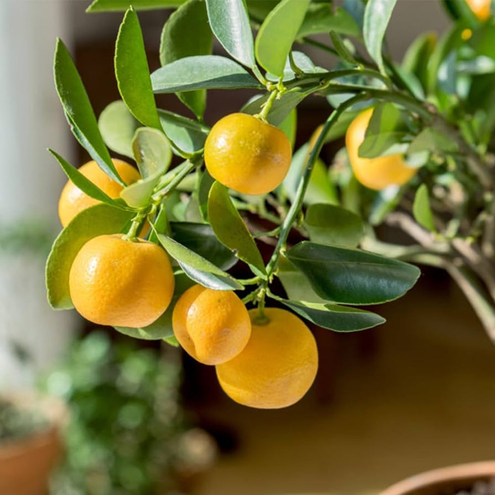 Davao Pomelo Fruit Seeds - Unique Citrus Fruit for Home Gardens