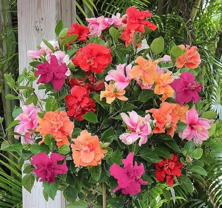 Mixed Rose Mallow Flower Seeds for Planting Non-GMO Heirloom Garden Seeds for Growing