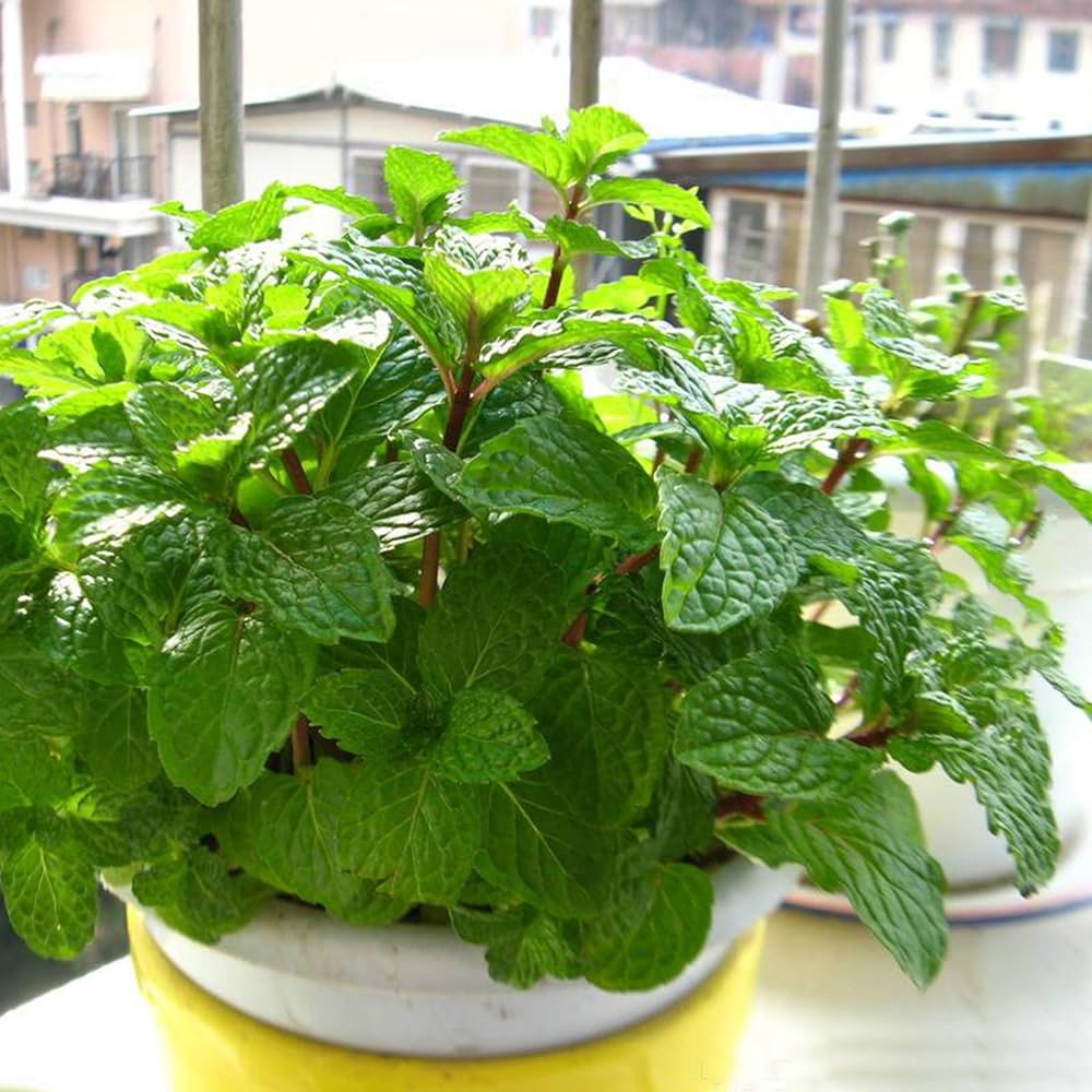 Heirloom Organic Peppermint Spearmint Mint Seeds - Seeds for Colorful Flower Pot Growth & High Germination Rate