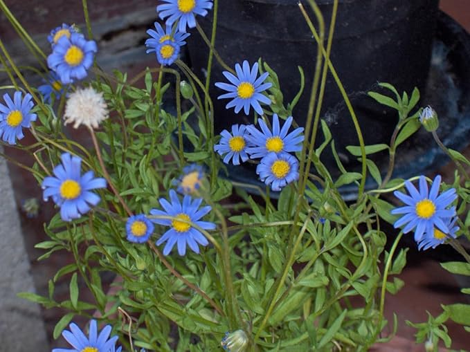 Felicia Echinata Blue Form Seeds Pieces